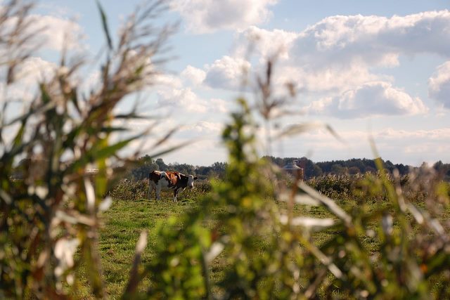 266-20101017142729aa.jpg - Varel Oktober 2010