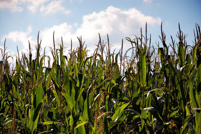 301-20101017151259aa.jpg - Varel Oktober 2010