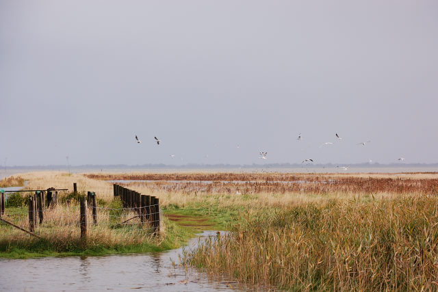 365-20101020115843a.jpg - Varel Oktober 2010